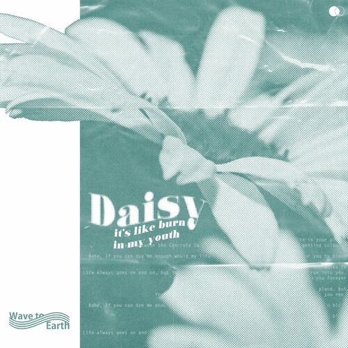 daisy