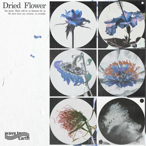 driedflower